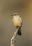 Say's Phoebe